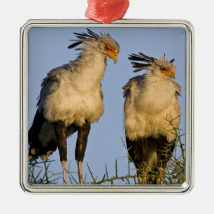 Ornamento De Metal África. Tanzânia. Aves-secretárias em Ndutu