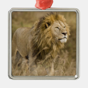 Ornamento De Metal África. Tanzânia. Leão macho em Ngorongoro