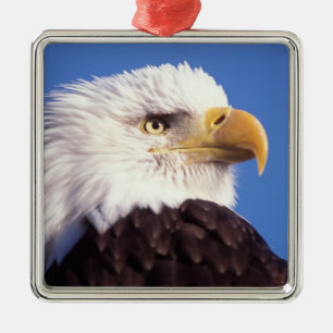 Ornamento De Metal águia americana, Haliaeetus leucocephalus, close u