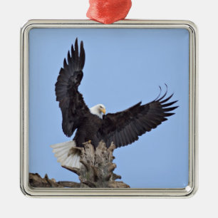 Ornamento De Metal Águia Americana (Haliaeetus leucocephalus) com asa