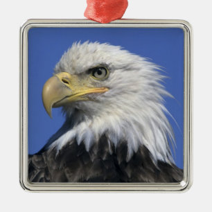 Ornamento De Metal Águia-careca, (Haliaeetus leucocephalus), selvagem