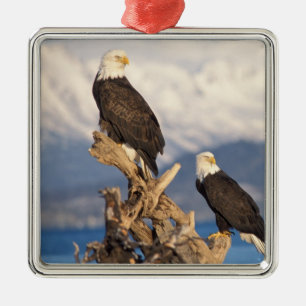 Ornamento De Metal águia-pescadora, Haliaeetus leuccocephalus, casal