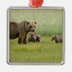 Ornamento De Metal Alaskan Brown Bear Sow e três Cubs, Ursus