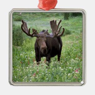 Ornamento De Metal Alce macho Alces alces) em flores silvestres,