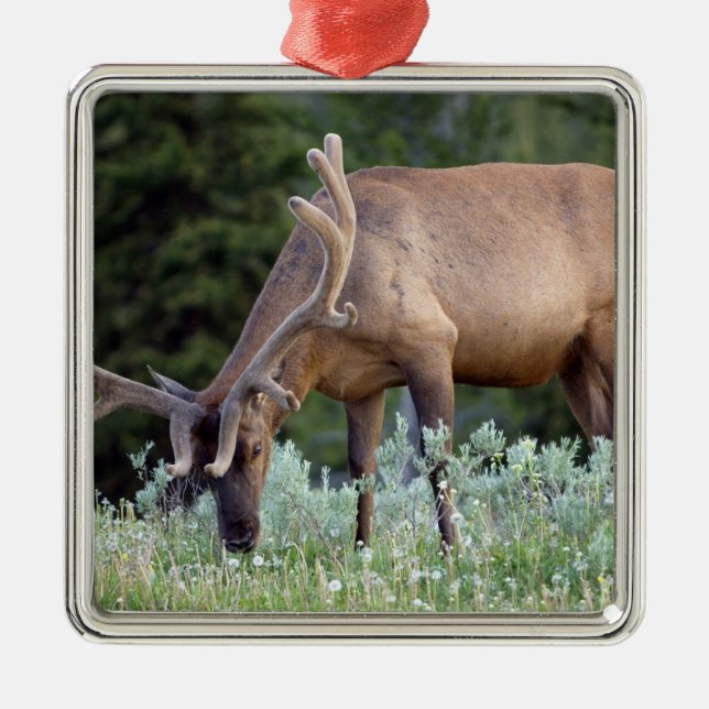 Ornamento De Metal Alce macho com chifres em veludo pastando (Frente)