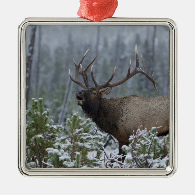 Ornamento De Metal Alce macho na neve chamando, buglando, Yellowstone (Frente)