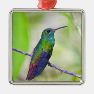 Ornamento De Metal América do Sul, Costa Rica, Sarapiqui, La Selva