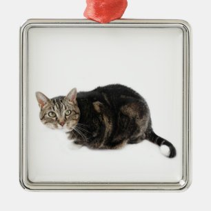 Ornamento De Metal American Shorthair Cat