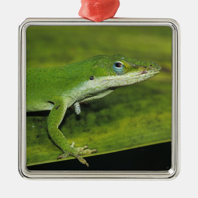 Ornamento De Metal Anole Verde, Anolis carolinensis, adulto na palma (Frente)