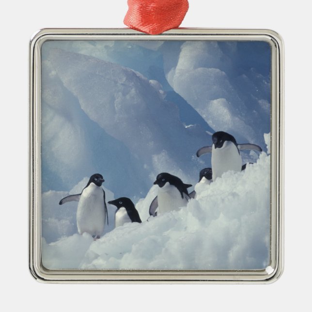 Ornamento De Metal Antártida. Pinguins-de-adélia (Frente)