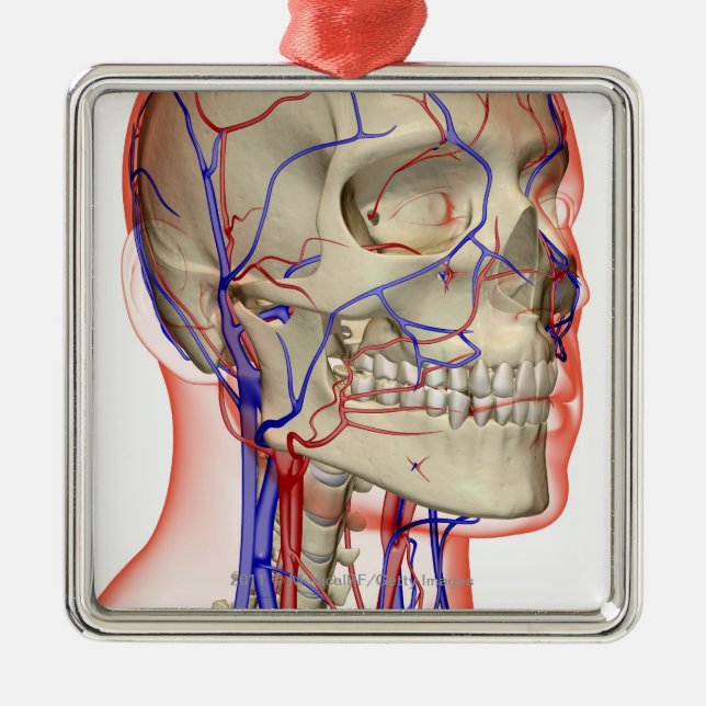 Ornamento De Metal Artérias e veias na cabeça e no pescoço (Frente)