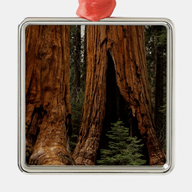 Ornamento De Metal Árvores Redwood, Parque Nacional Sequoia. (Frente)