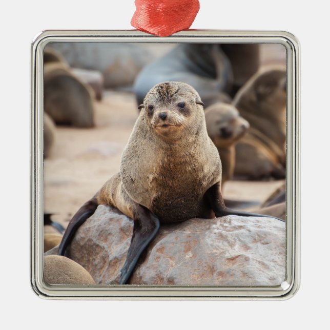 Ornamento De Metal Baby Seal (Frente)