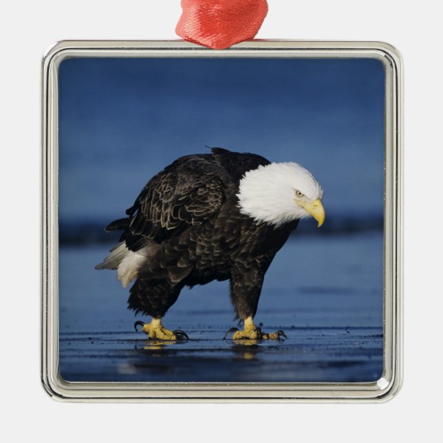 Ornamento De Metal Bald Eagle (Frente)