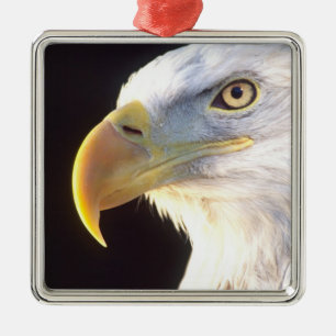 Ornamento De Metal Bald Eagle Portrait, Haliaeetus leucocephalus,