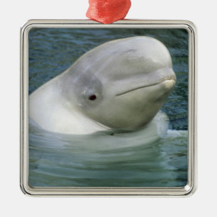 Ornamento De Metal Baleia Beluga, Delphinapterus leucas)