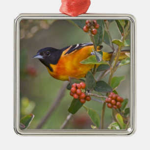 Ornamento De Metal Baltimore Oriole