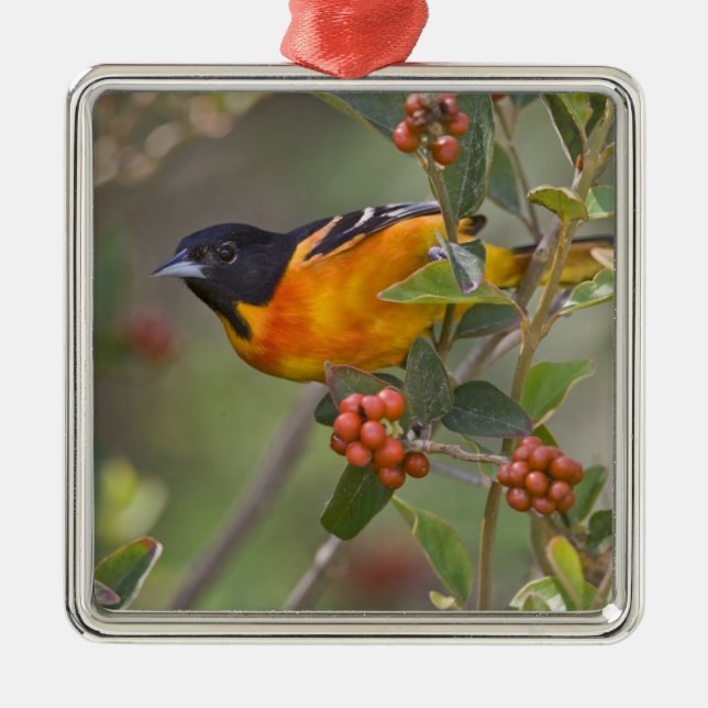 Ornamento De Metal Baltimore Oriole (Frente)