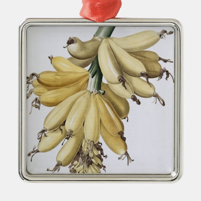 Ornamento De Metal Banana, 1816 (Frente)