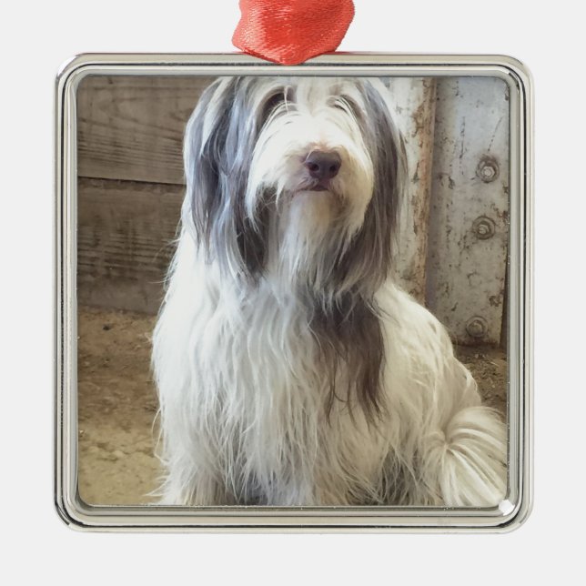 Ornamento De Metal Bearded Collie (Frente)