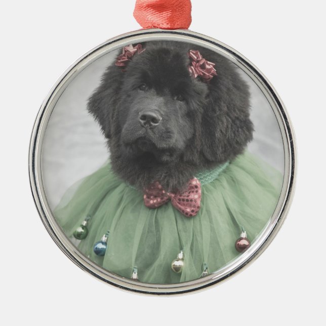 Ornamento De Metal bebê de Newfie sob a árvore (Frente)