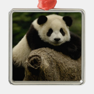 Ornamento De Metal bebê de panda-gigante Ailuropoda melanoleuca)