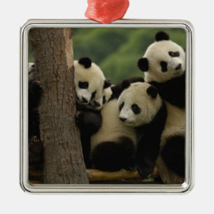 Ornamento De Metal bebês de panda gigante (Ailuropoda melanoleuca)