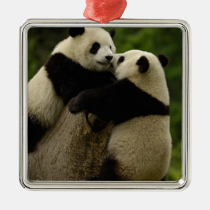 Ornamento De Metal bebês de panda gigante (Ailuropoda melanoleuca)