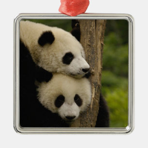 Ornamento De Metal bebês de panda gigante (Ailuropoda melanoleuca)