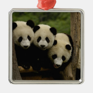 Ornamento De Metal bebês de panda gigante Ailuropoda melanoleuca)