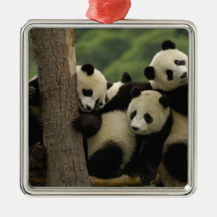 Ornamento De Metal bebês de panda gigante Ailuropoda melanoleuca)