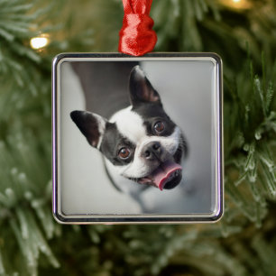 Ornamento De Metal Bebês Mais Pobres   Boston Buldog Smile