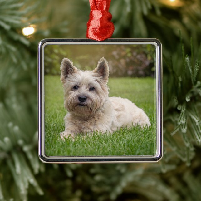 Ornamento De Metal Bebês Mais Pobres | Cairn Terrier Dog (Árvore)