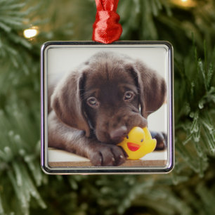 Ornamento De Metal Bebês Mais Pobres   Chocolate Labrador Puppy