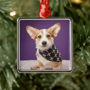 Ornamento De Metal Bebês Mais Pobres   Corgi Puppy Skull Bandana