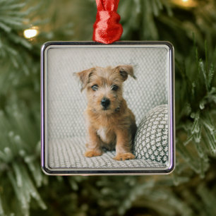 Ornamento De Metal Bebês Mais Pobres Norfolk Terrier Puppy