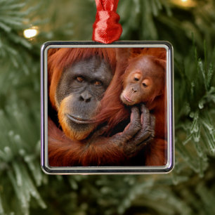 Ornamento De Metal Bebês Mais Pobres   Orangutan Mãe e Bebê
