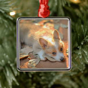 Ornamento De Metal Bebês Mais Pobres Shy Corgi