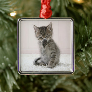 Ornamento De Metal Bebês Mais Pobres Tabby Kitten De Licença