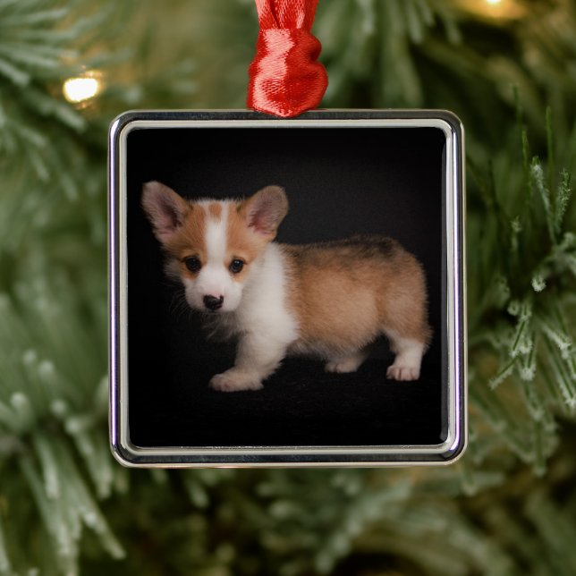Ornamento De Metal Bebês Mais Pobres | Tiny Corgi (Árvore)