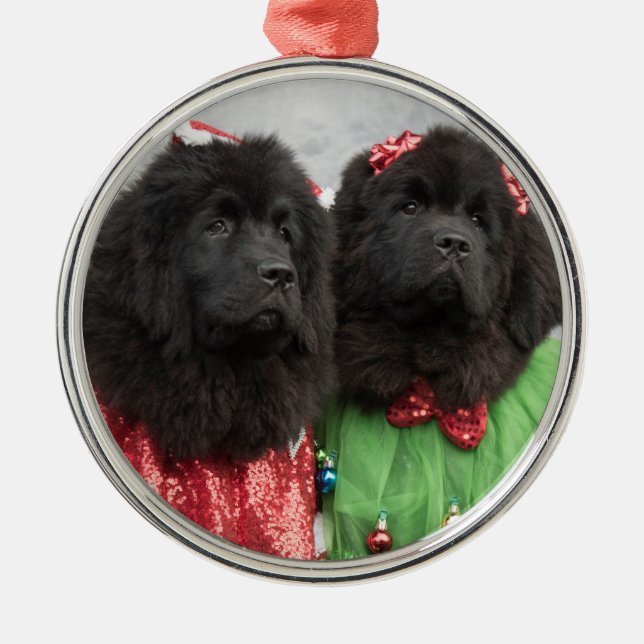Ornamento De Metal bebês newfie sob a árvore (Frente)