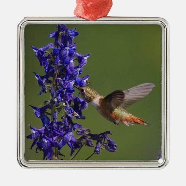 Ornamento De Metal Beija-flor-cinzento (Frente)