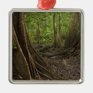 Ornamento De Metal Belas Raízes. Floresta tropical, Mapari Rupununi,