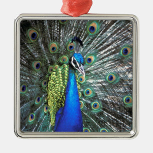 Ornamento De Metal Belíssimo pavão espalhando penas coloridas