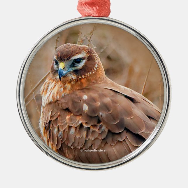 Ornamento De Metal Belo Norte Harrier Hawk em Marsh (Frente)