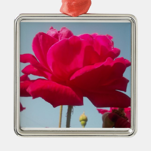 Ornamento De Metal Belo Rosa Celestial Vermelho Belo Contra Azul (Frente)