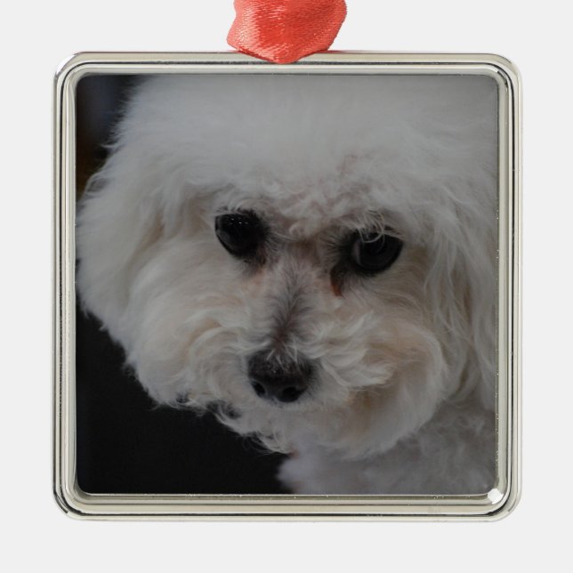 Ornamento De Metal Bichon doce Frise (Frente)