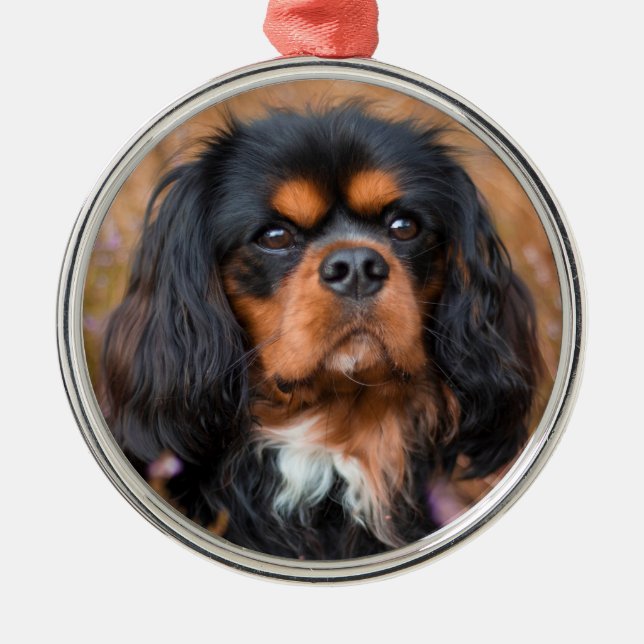 Ornamento De Metal Black and Tan Cavalier King Charles Spaniel Dog (Frente)