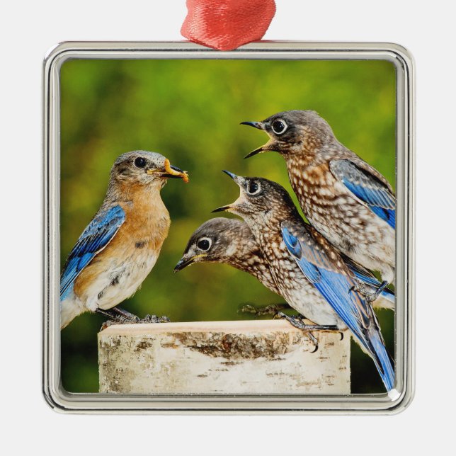 Ornamento De Metal Bluebird oriental (Frente)