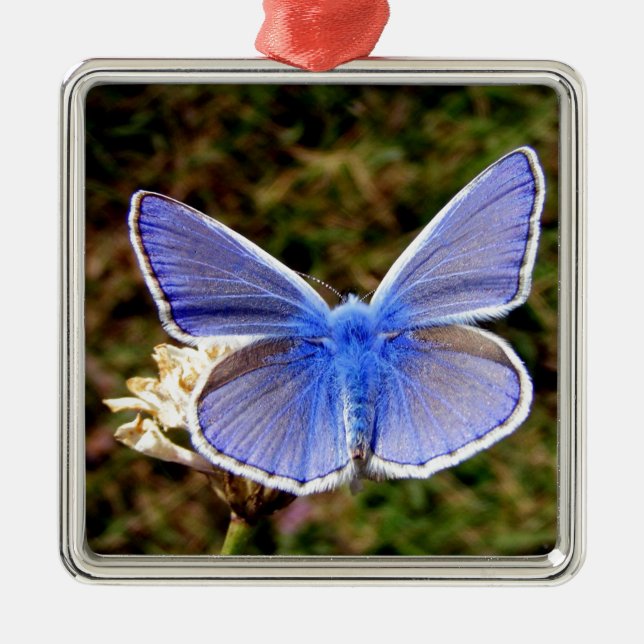 Ornamento De Metal Borboleta Azul (Frente)